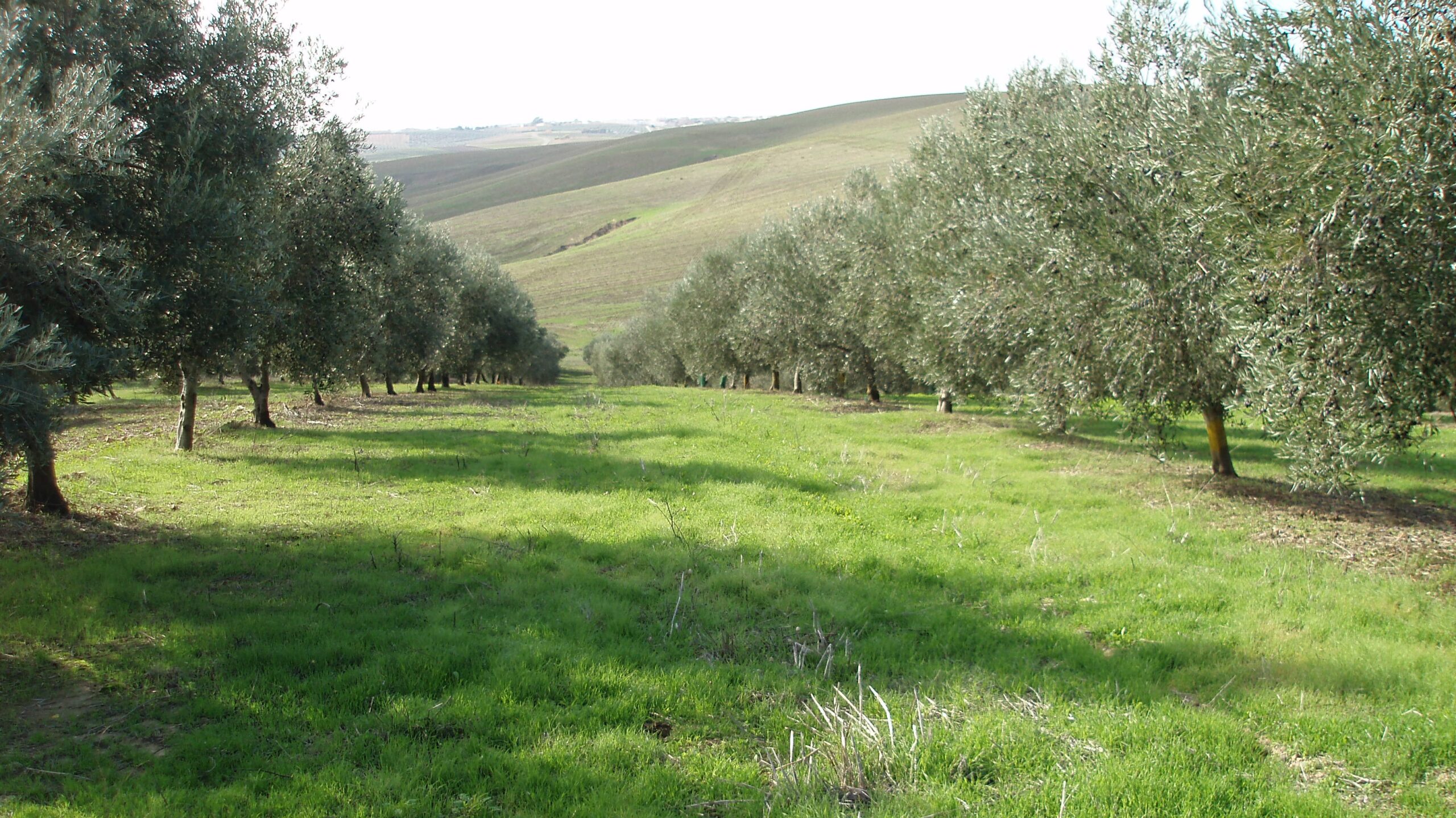 siembra directa cultivo cobertura